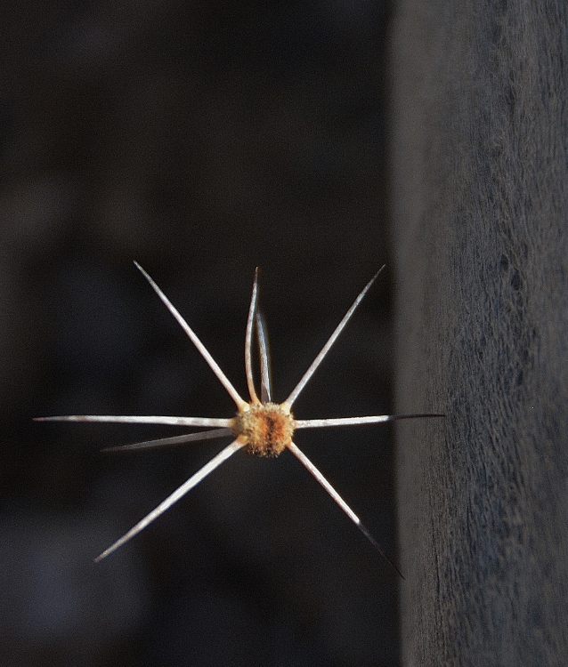 closeup of thorn